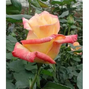 Роза "Tresor 2000"